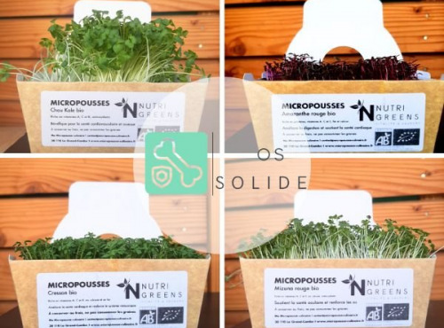 Ma Micropousse culinaire - Micro pousses Pack Os solide (Kale, Amaranthe, cresson, moutarde) 4 barquettes