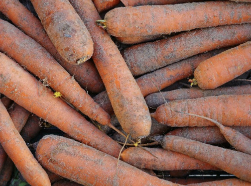 L'OLIVERAIE DU COUDON - CAROTTE DES SABLES 5KG