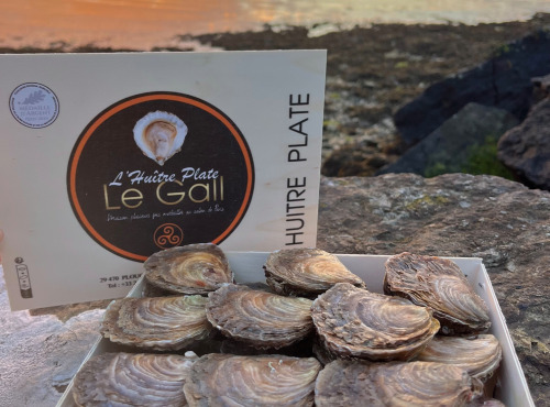 Jean Luc Le Gall Huîtres et Coquillages - Huitres Plates Moyennes X 50 PIECES