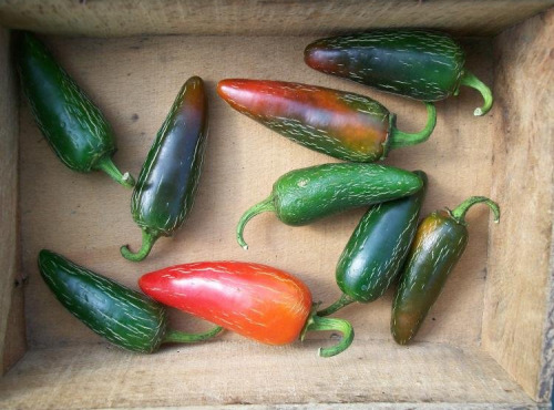 HERBA HUMANA - Piment Jalapenos 1kg