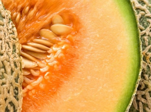 Maréchal Fraicheur - Melon - 3