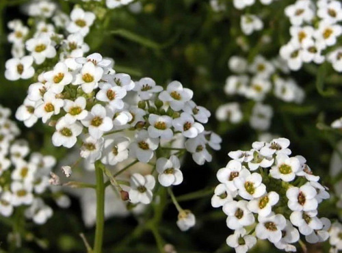 Nature et Saveurs - Ferme Aquaponique et Permacole Astérienne - Alysse Snow Princess – Fleur comestible