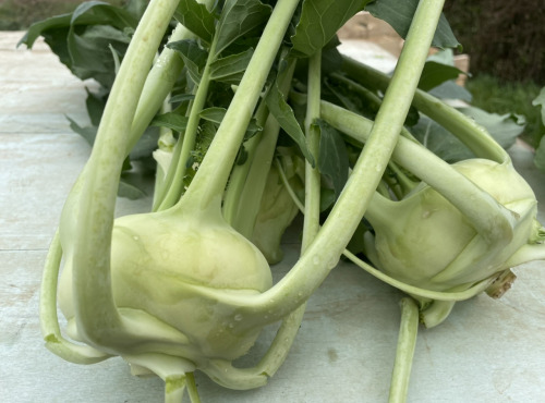 Le Potager de Sainte-Hélène - Chou rave