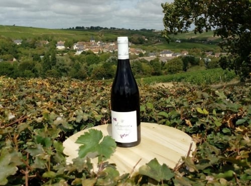 Domaine Doudeau-Leger - Sancerre Rouge AOC 2023 - 1 Bouteille