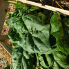 La Ferme de Milly - Anjou - Epinard Bio