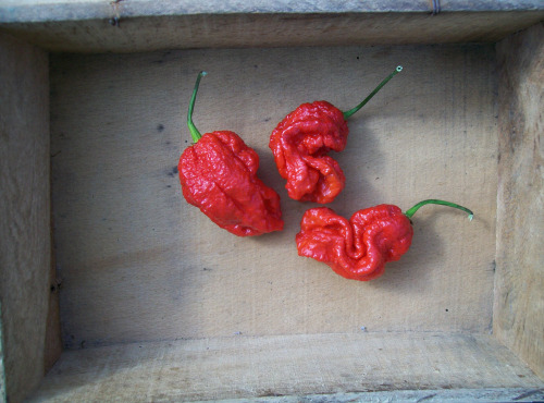 HERBA HUMANA - Piment frais frais Carolina Reaper
