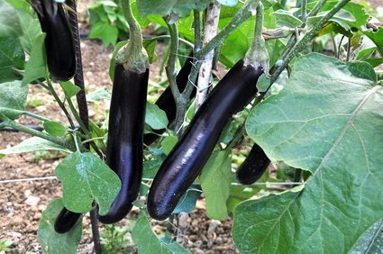 Les Jardins de Mondpa - aubergine violette