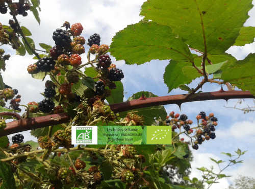 LES JARDINS DE KARINE - Mûres surgelées - 1kg