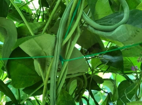Domaine Reverchon - Haricots verts 1kg