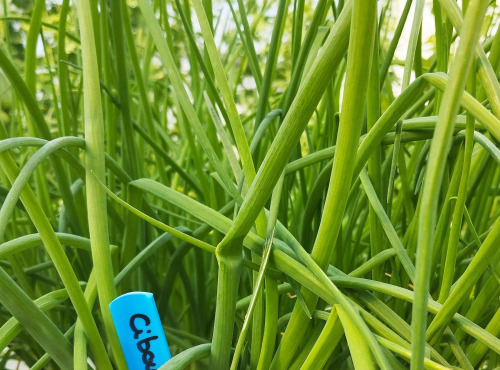 Nature et Saveurs - Ferme Aquaponique et Permacole Astérienne - Ciboulette fraîche – fine, parfumée, irrésistible