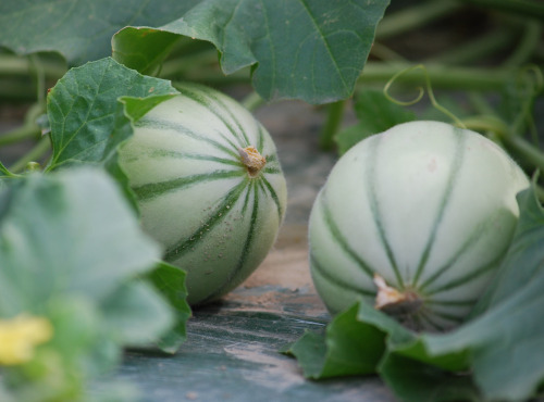 La Boite à Herbes - Melon - Lot De 3 x 5