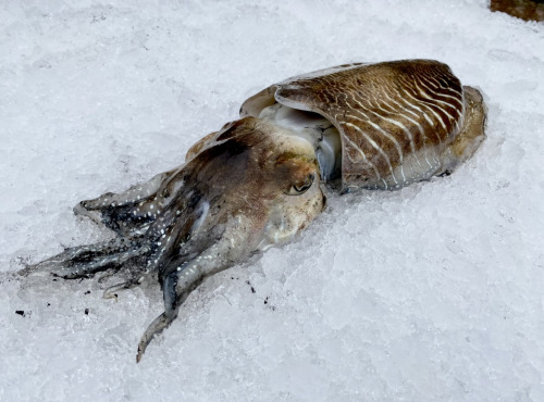 Pêcheur Toni  Micheau - Seiche De Méditerranée - Pièce De 1kg - Entière