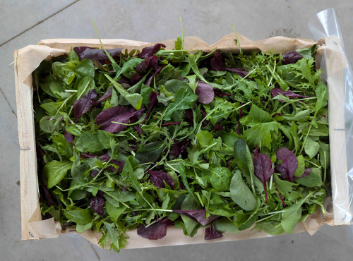 Agriloops - Assortiment de jeunes pousses de saison 4 x 150g