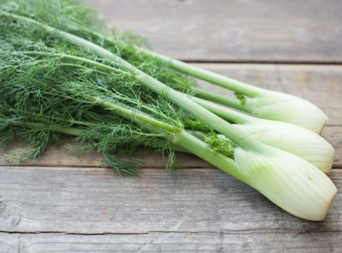 Nature et Saveurs - Ferme Aquaponique et Permacole Astérienne - Mini fenouil – fraîcheur anisée et finesse gastronomique