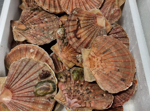 Saint Kerber - Cancale - (PRECOMMANDE) Saint Jacques de Saint Malo - 3 kg