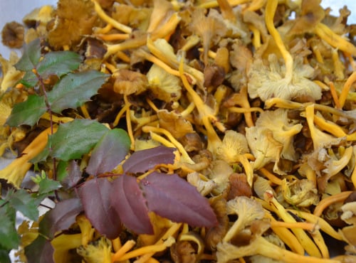 Trapon Champignons - Chanterelles Modestes Fraiches - 1 Kg