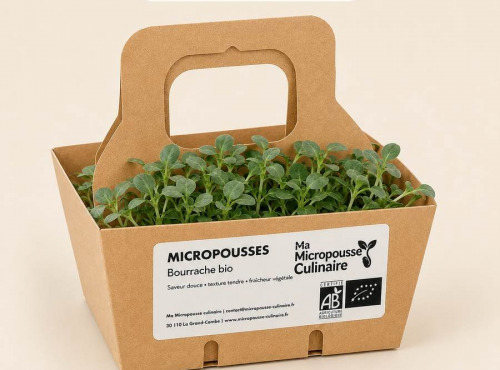 Ma Micropousse culinaire - Micro-pousses bio de bourrache – 4 barquettes