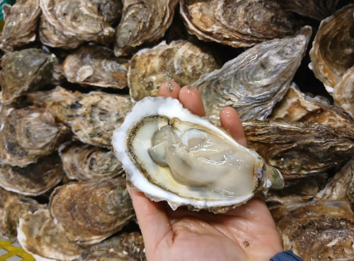 Huitres Damerose - Huitres naturelles de la Ria d'Etel n°1 - 2 douzaines (25 pièces)