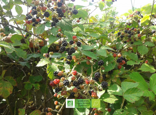 LES JARDINS DE KARINE - Mûres surgelées - 1kg