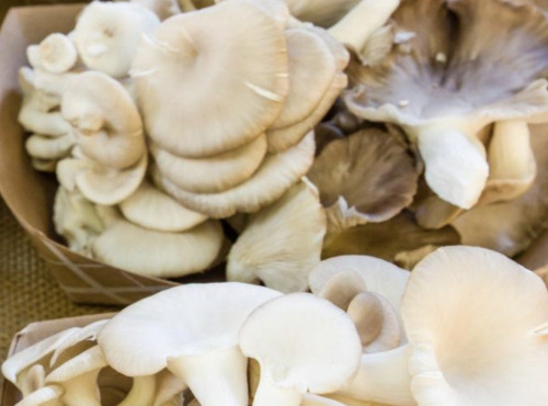 L'OLIVERAIE DU COUDON - CHAMPIGNONS PLEUROTE 2KG