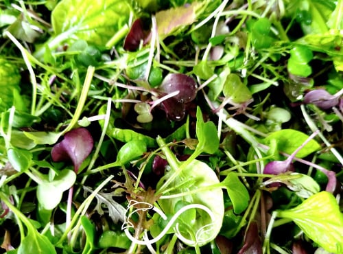 Nature et Saveurs - Ferme Aquaponique et Permacole Astérienne - Mesclun de Jeunes Feuilles de Laitue & Pousse