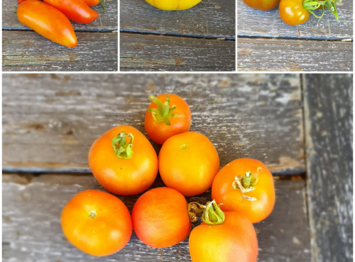 La Ferme de Milly - Anjou - tomates en mélange BIO 1kg