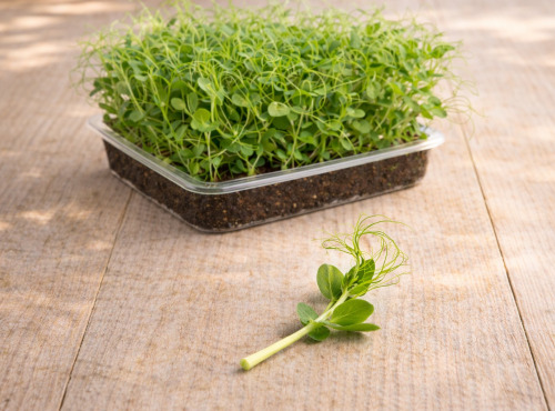 Nature et Saveurs - Ferme Aquaponique et Permacole Astérienne - Micropousses de petit pois grande vrille