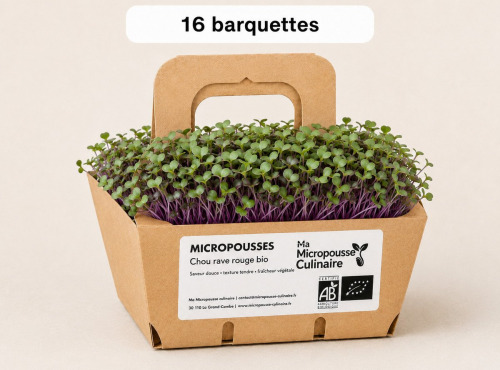 Ma Micropousse culinaire - Micro-pousses bio de chou-rave rouge (Red Kohlrabi) – 16 barquettes