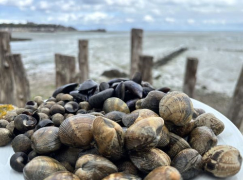 Saint Kerber - Cancale - Mix de la mer 3kgs - Moules AOP/Palourdes/Bigorneaux