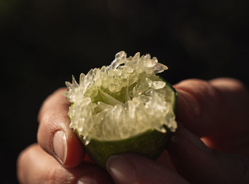 Maison Gannac - Citron caviar BIO (faustrime)