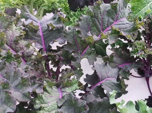 Nature et Saveurs - Ferme Aquaponique et Permacole Astérienne - Chou Kale en mélange Vert et Pourpre