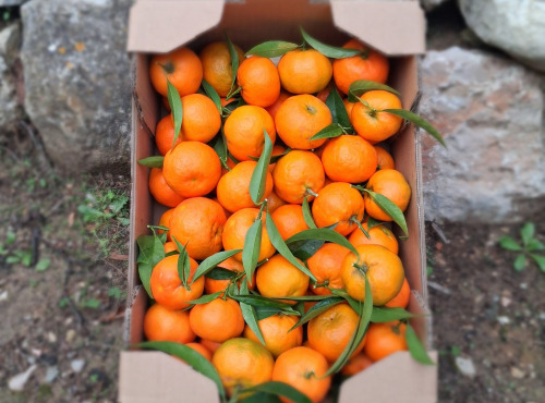 Les Hespérides - Coopérative de la Riviera Française - Clémentine 5kg