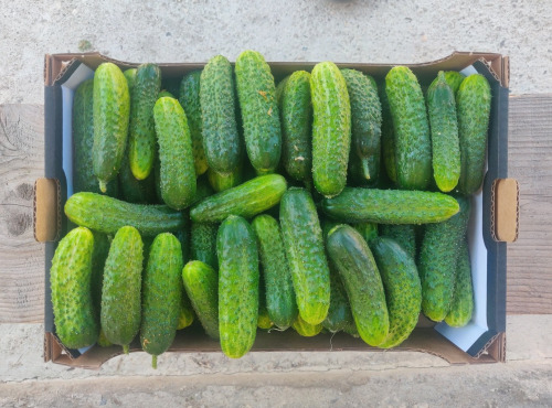 Ferme de la ville basse - Cornichons  Bio moyen frais