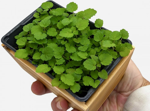 Horssol - Ferme urbaine - Micro-pousse d'Agastache x4 barquettes