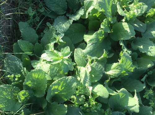 Des Poules et des Vignes à Bourgueil - Bourrache