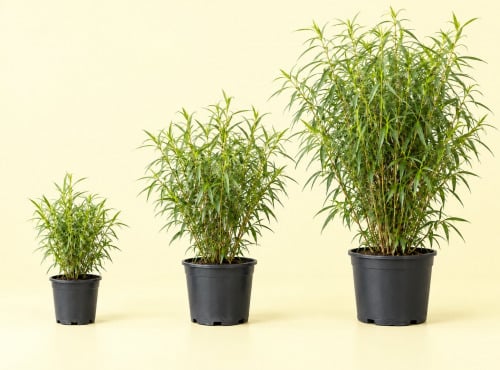L'OLIVERAIE DU COUDON - Rhus viminalis – Sumac africain, faux bambou persistant