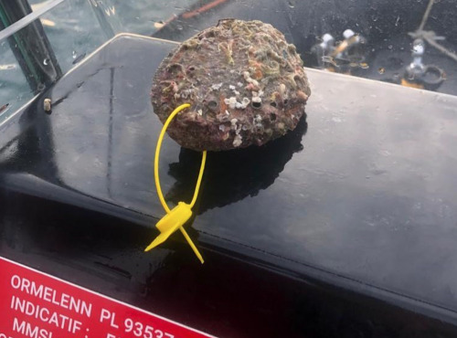 KI DOUR MOR - Ormeaux sauvages pêchés en plongée (4 pièces) vivants