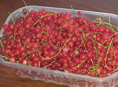 Le Domaine du Framboisier - Groseilles Grappes Fraîches pour Confiture en 1Kg