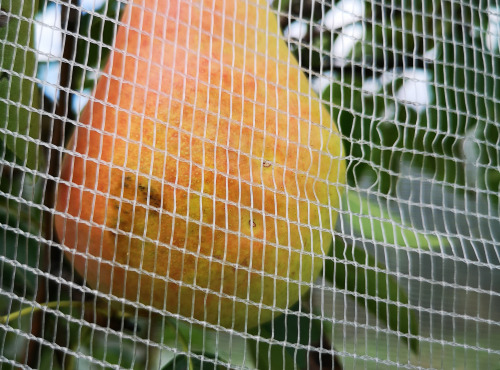 Maison Goubet - Poires William de la Drôme BIO - 6 kg