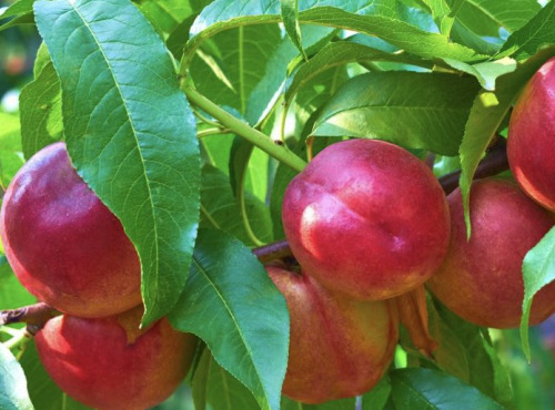L’Oliveraie du Coudon - PLATEAU DE NECTARINE C2