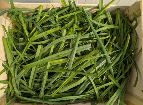 Nature et Saveurs - Ferme Aquaponique et Permacole Astérienne - Fanes de poireaux - 500g