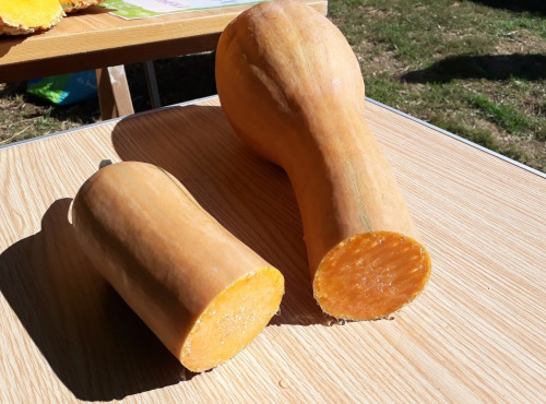 Ferme de Cernunnos - Portion de courge Longue de Nice - 2 kg