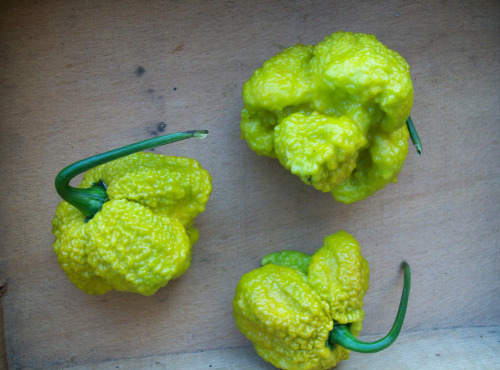 HERBA HUMANA - Habanero Mustard - 300g