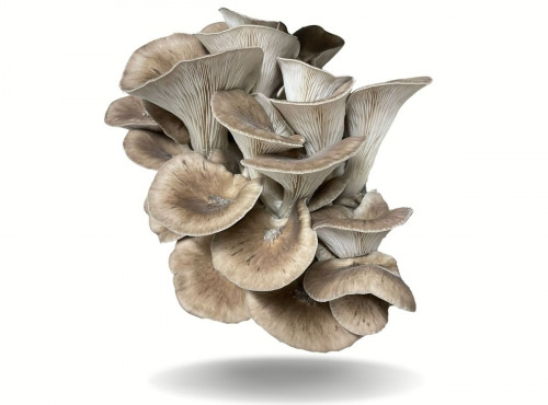 Naturélium - Le black pearl japonais 500g