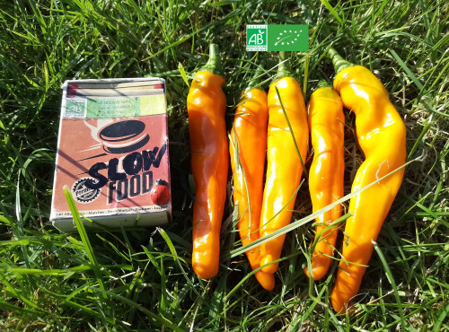 LES JARDINS DE KARINE - Poivron orange pimenté - 100g