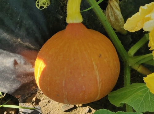 Ferme de la ville basse - Potimarron Bio 3Kg