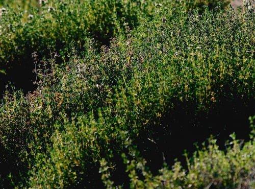 Les Herbes du Roussillon - Thym frais 800g