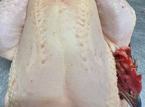 Ferme de la Paumerais - POULET DE LA FERME - 1,7 Kg (3 poulets)