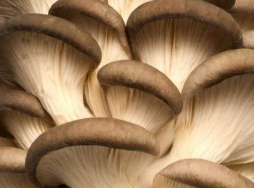 Naturélium - Le pleurote brun 1,5kg