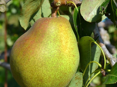 L’Oliveraie du Coudon - Poires COMICE 2KG